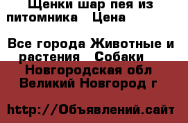 Щенки шар-пея из питомника › Цена ­ 15 000 - Все города Животные и растения » Собаки   . Новгородская обл.,Великий Новгород г.